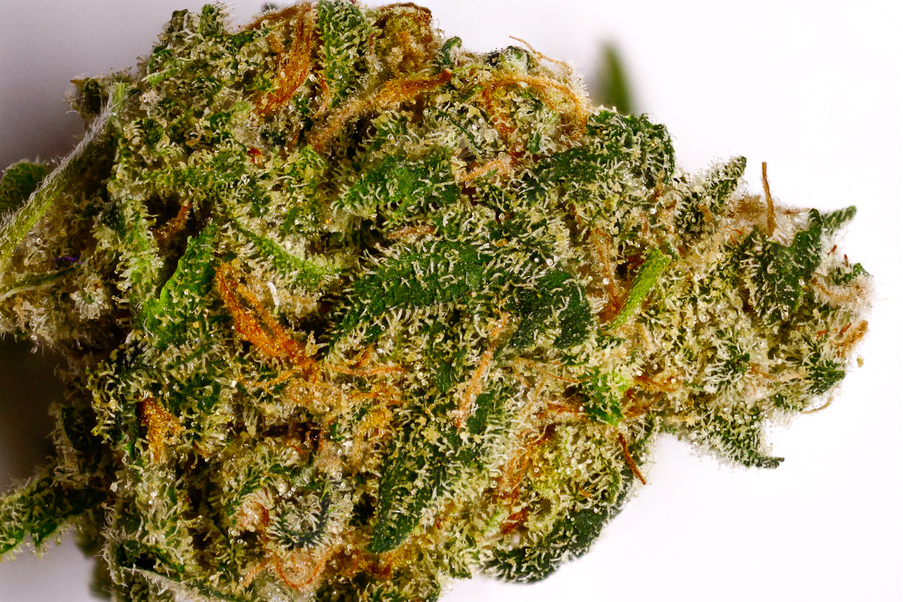 Hire the specialized services of Cannabis Digital Marketing