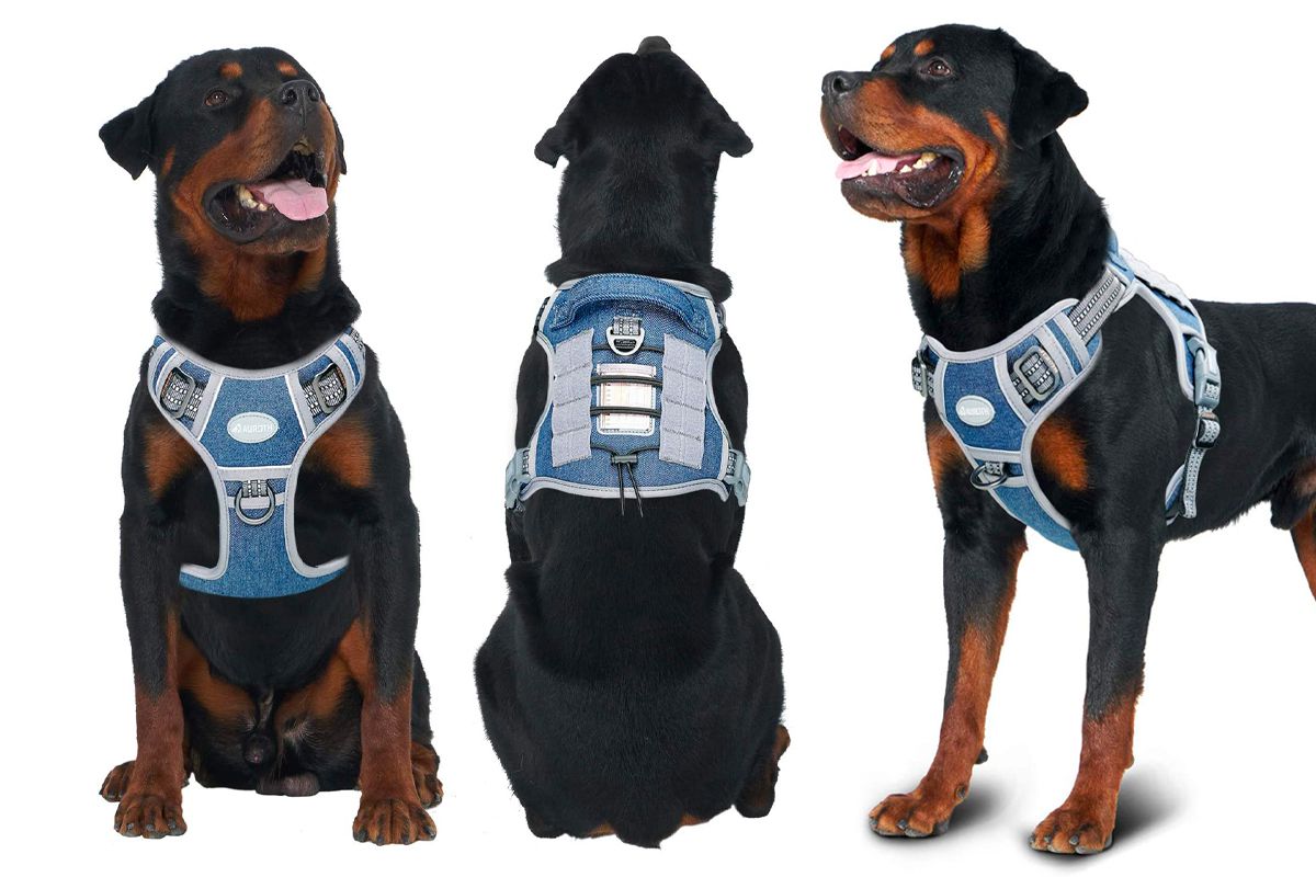 The harness for dogs guarantees the maximum protection and safety of our pets.