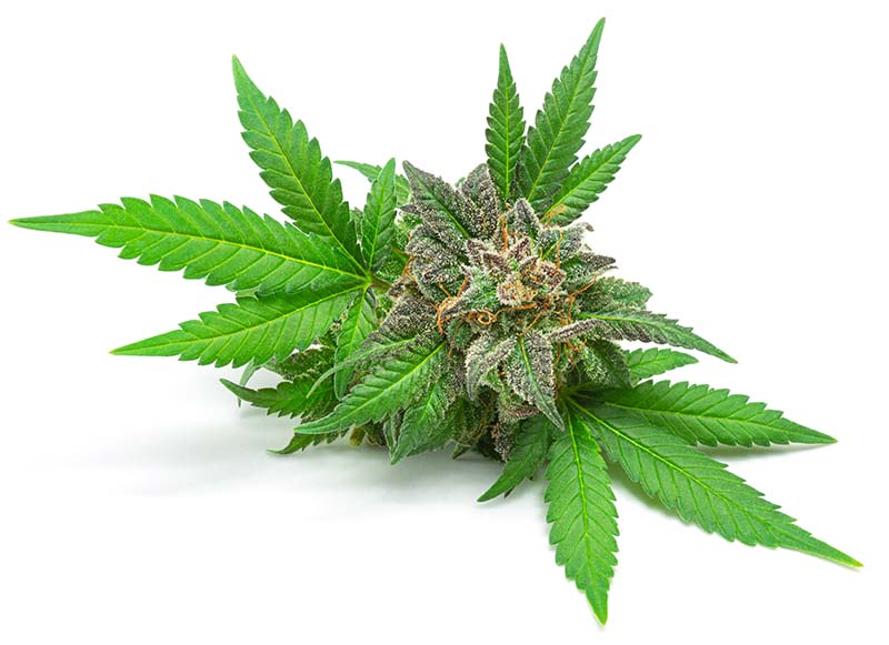See how to buy weed legitimately.