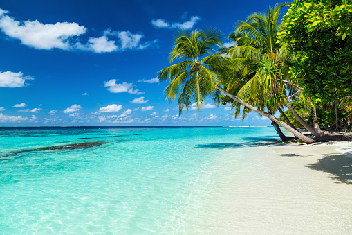 Seeking to get the best resort in the normal water? Have a look at maldives overwater bungalow