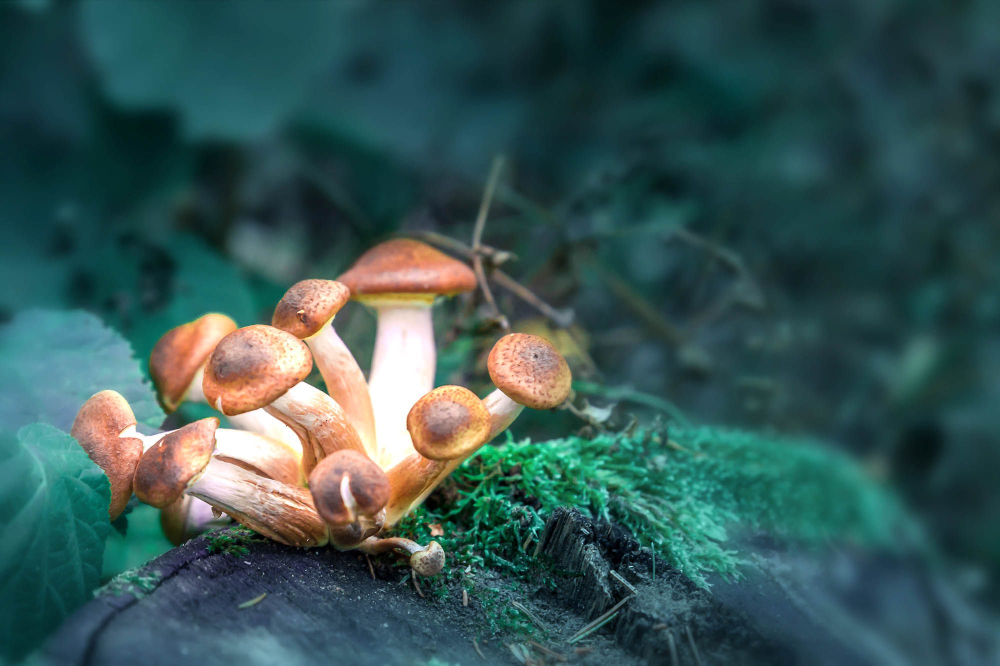 Shrooms and the simplest way to bring them