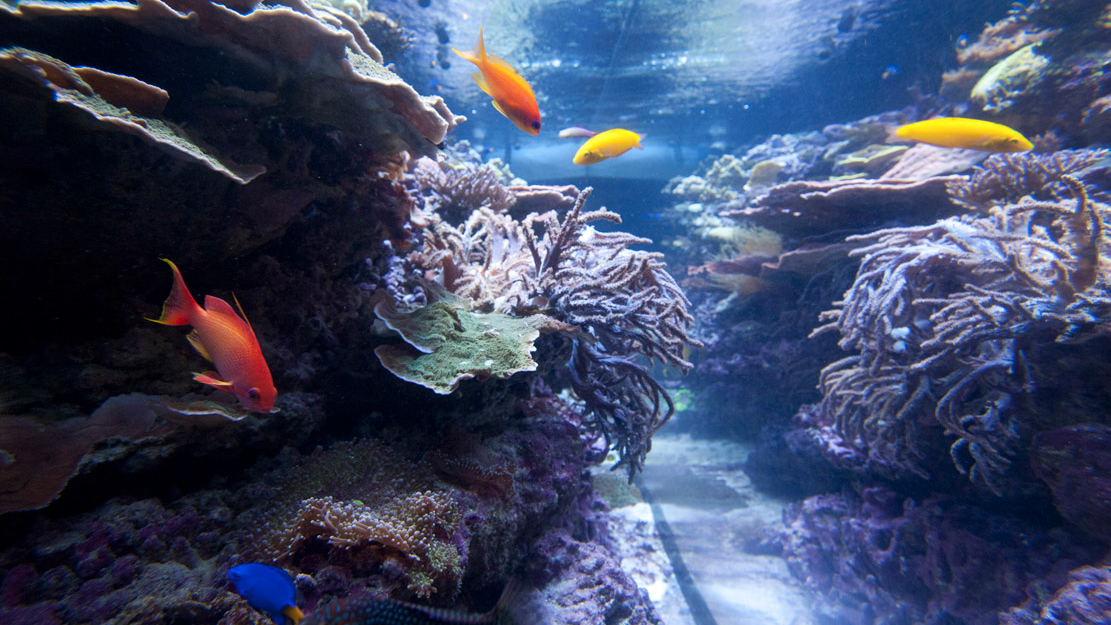 Get to know about coral Ontario