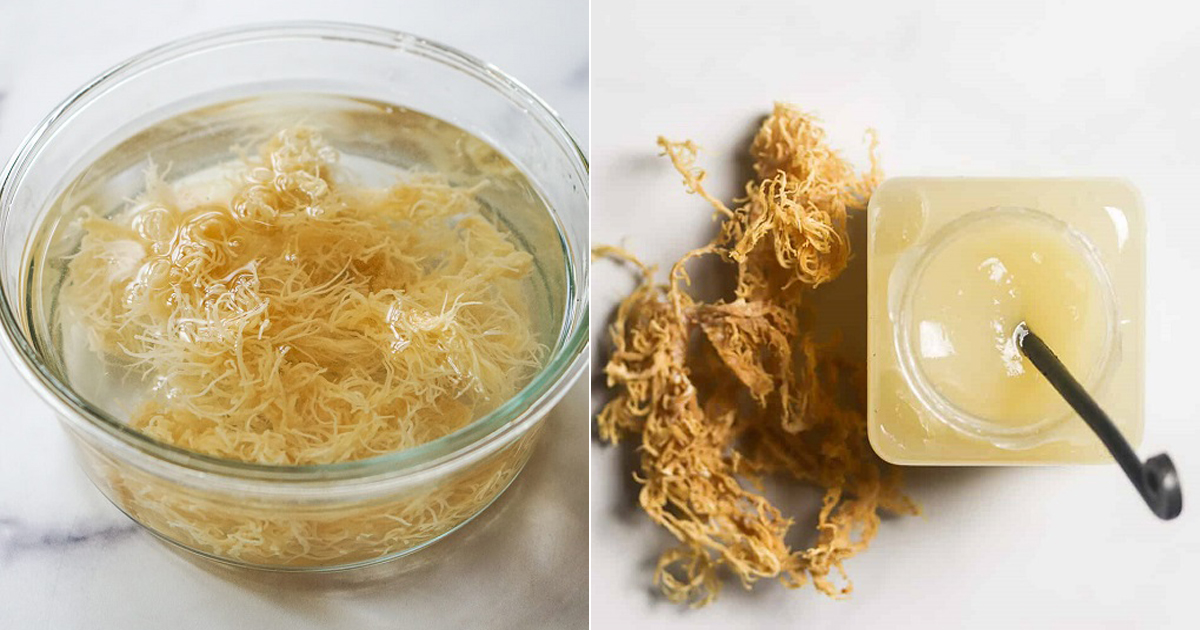 Which Sea Moss Is Better?