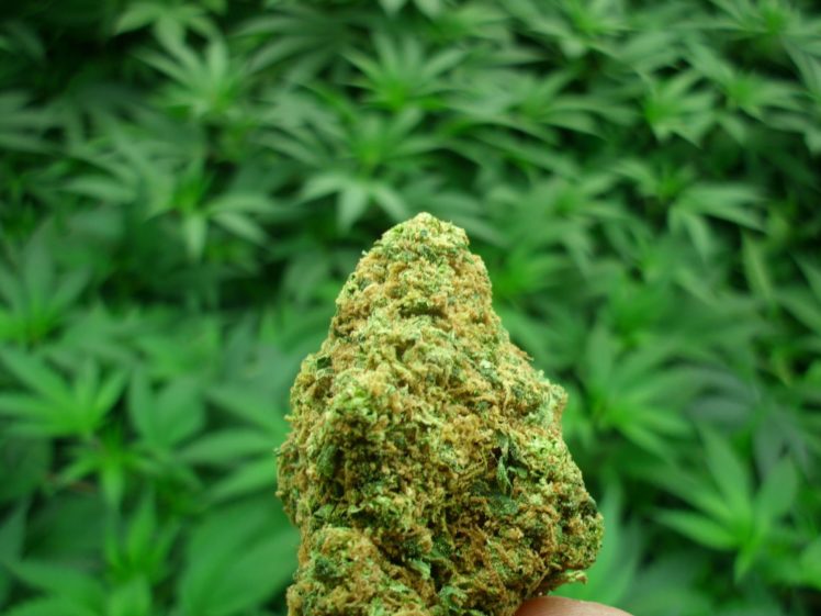 Buy weed-is it legal?