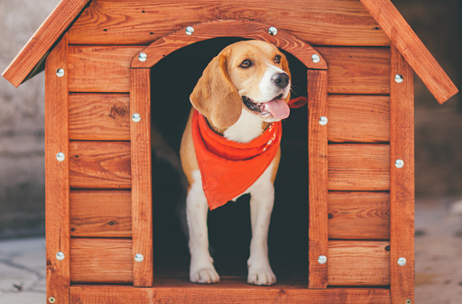 Reasons to choose a credible dog boarding service provider
