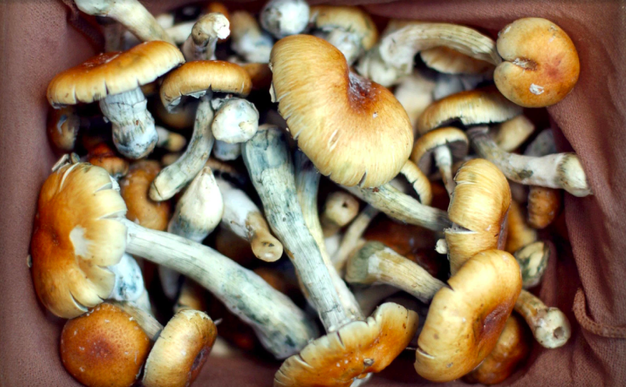 Shrooms toronto has an array of shrooms on-line