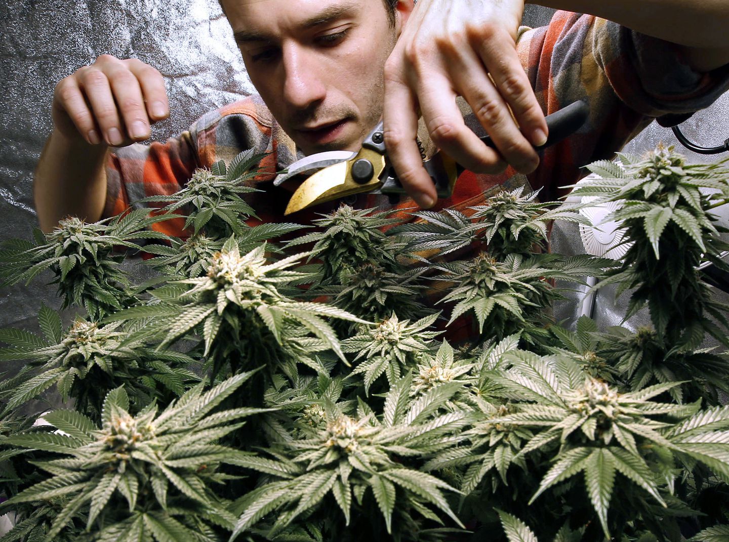 About Calgary Cannabis (Marijuana) Seeds