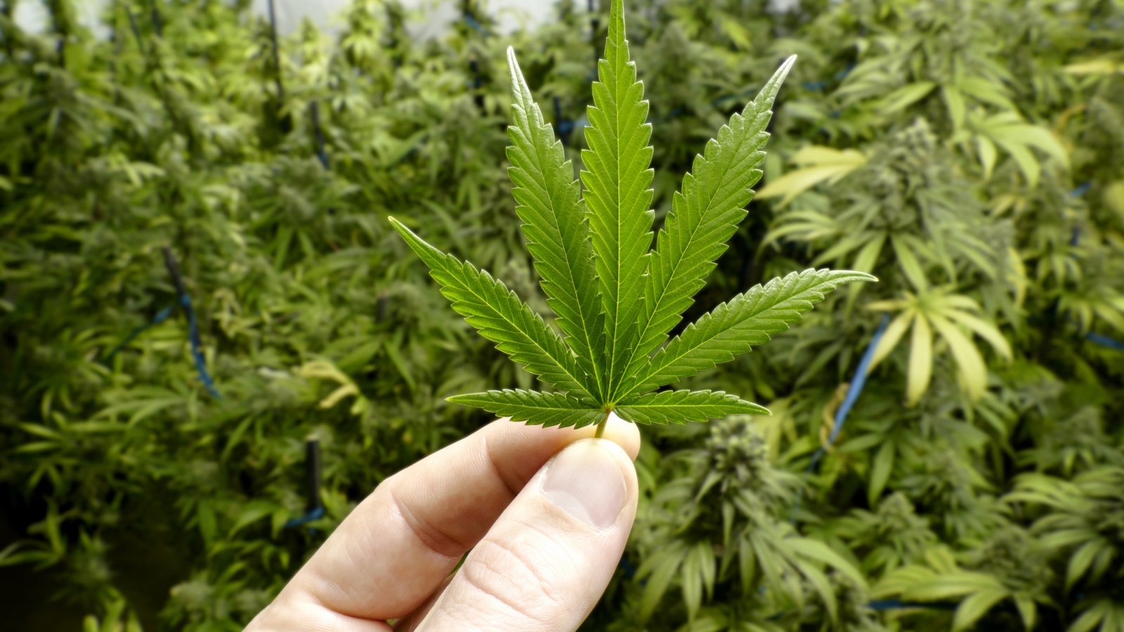 About Calgary Cannabis (Marijuana) Seeds