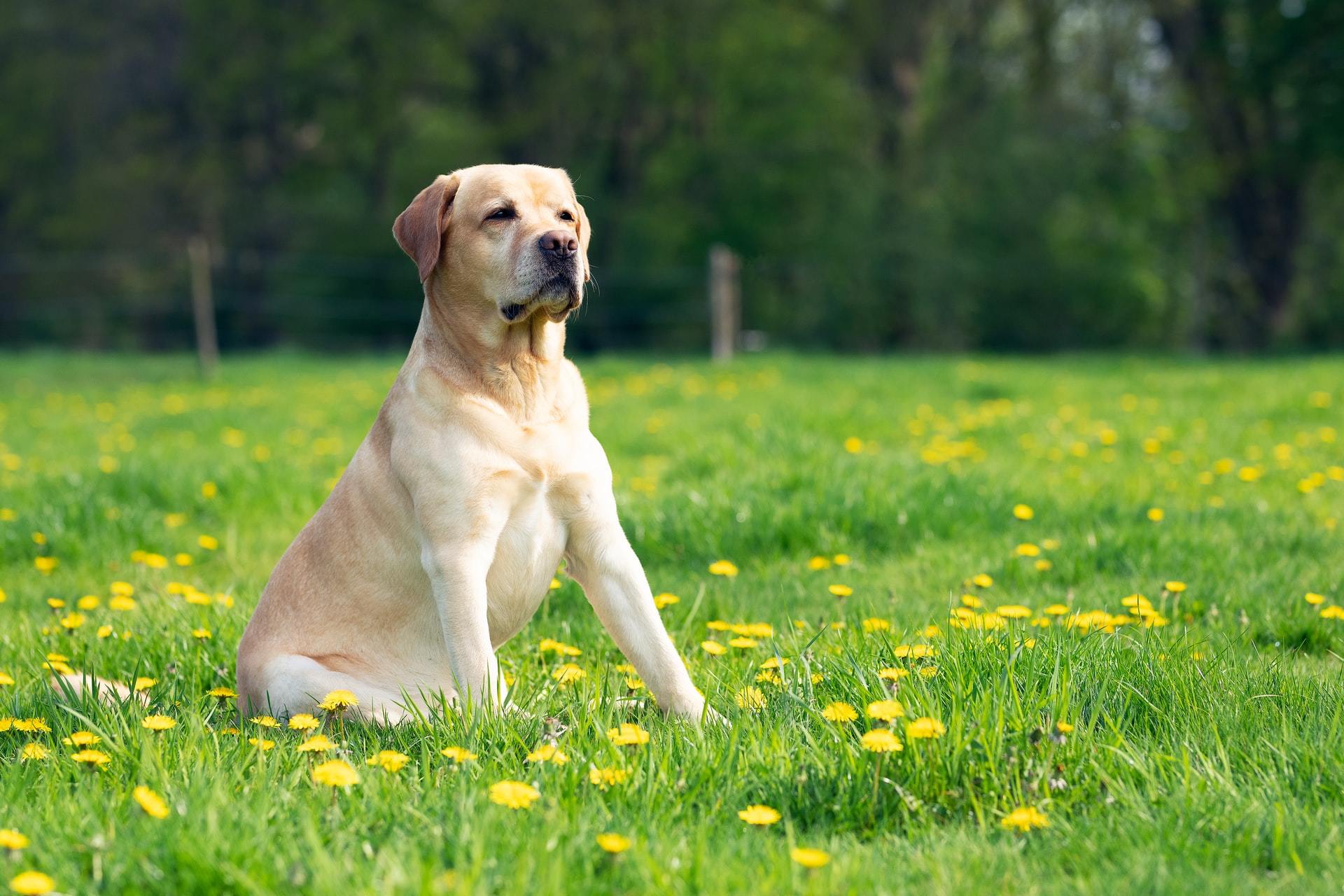 How to buy your pet at affordable dog prices(köpek fiyatlar)