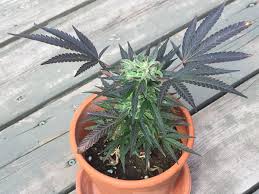 Find out how easy it is to access an Online Dispensary to make your purchases.