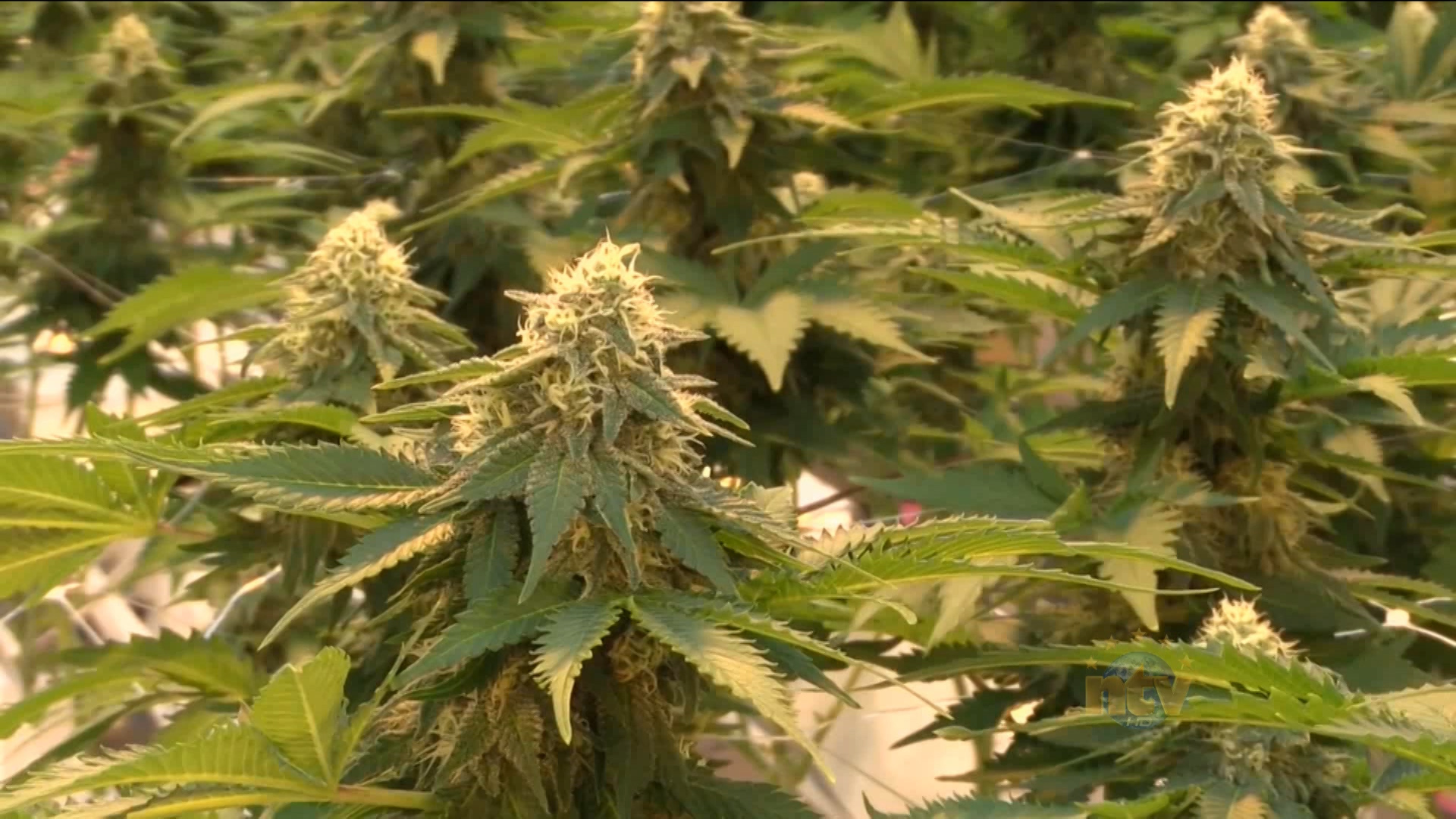 Learn how you can Buy Weed Online just by using your mobile device.