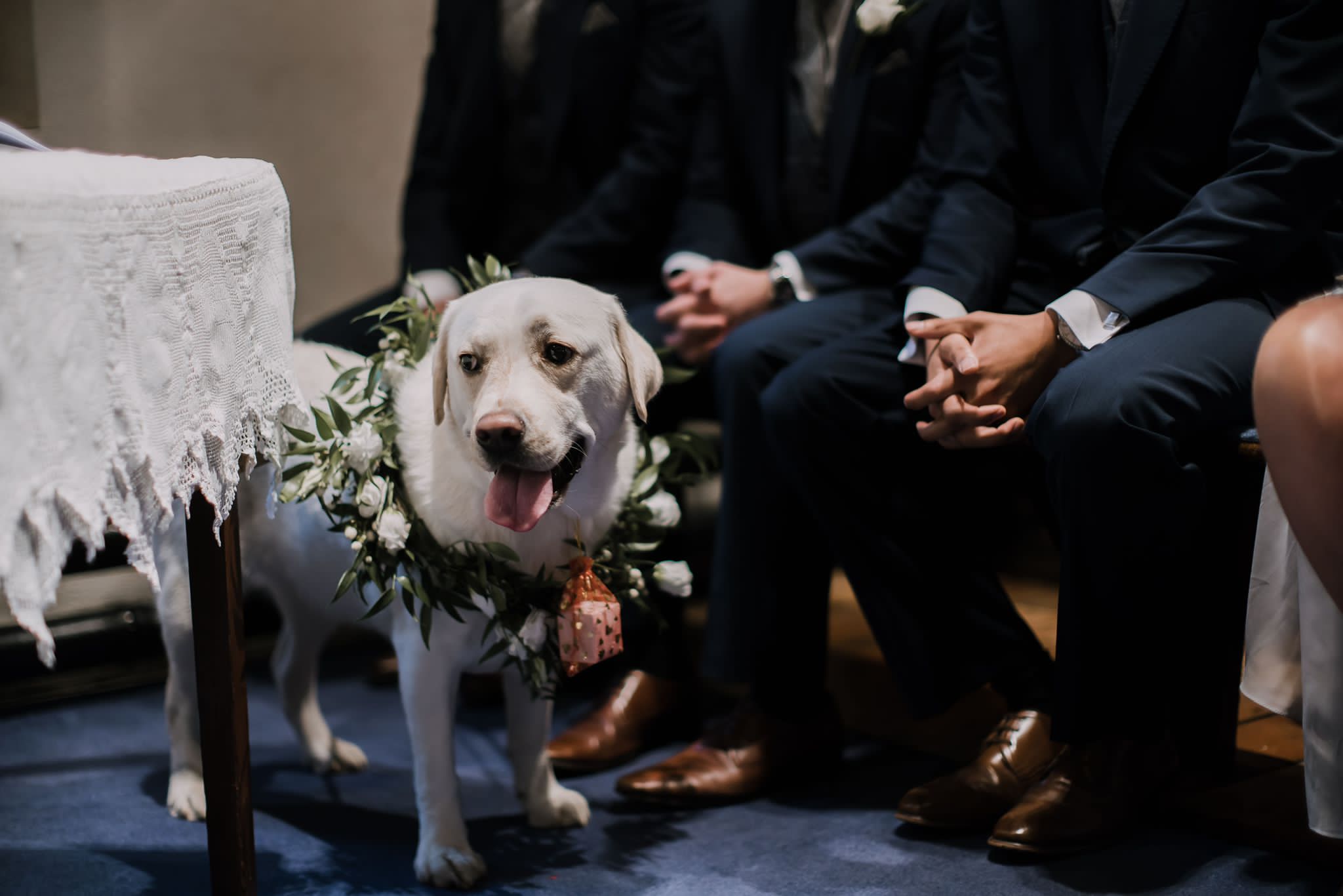 Is there anything on the market that is a perfect gift for dog lovers?